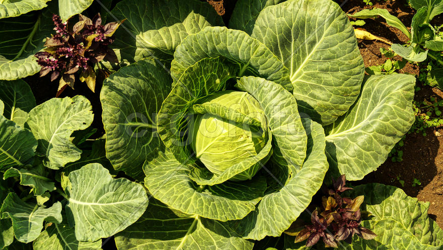 Капуста на грядке