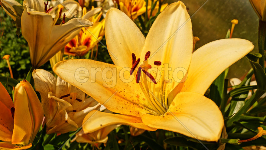 Желтые лилии