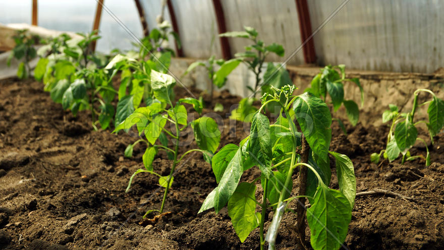 Рассада перцев в теплице