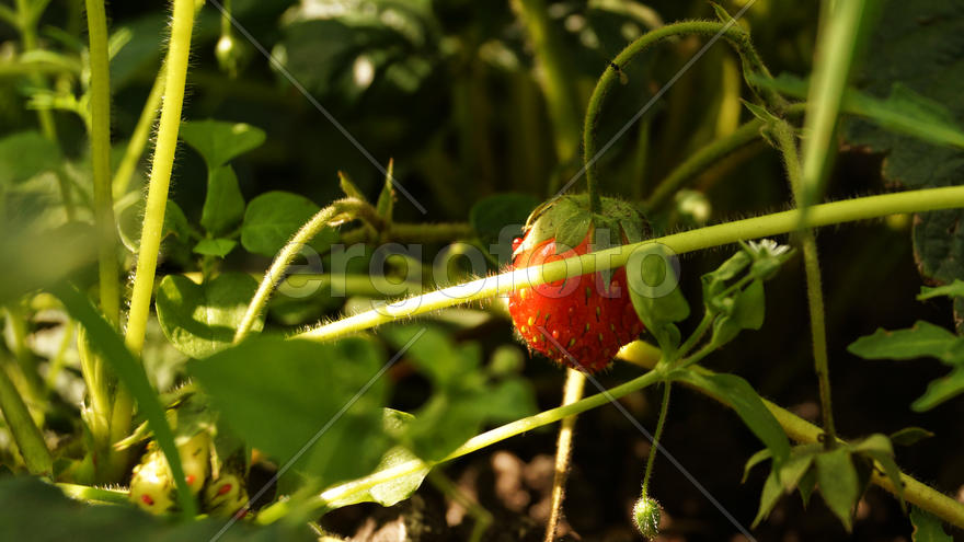 Клубника на грядке