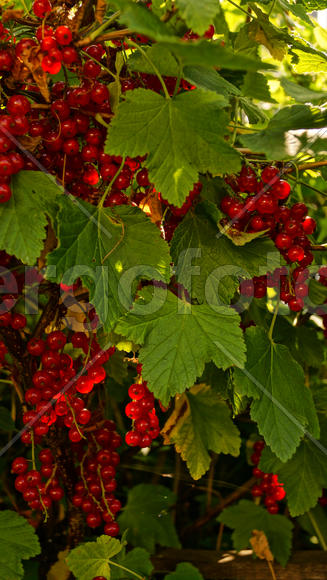 Грозди ягод красной смородины