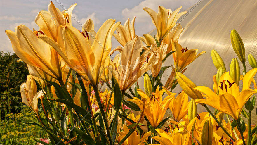 Желтые лилии