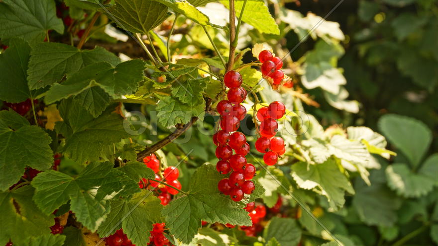 Красная смородина