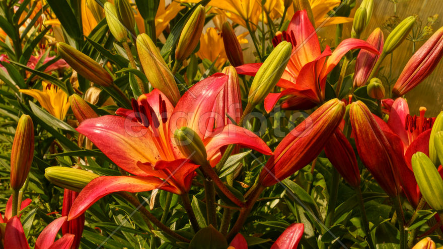 Желто-розовые лилии