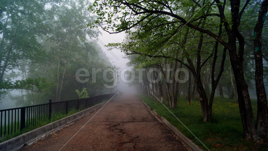 Аллея в тумане 