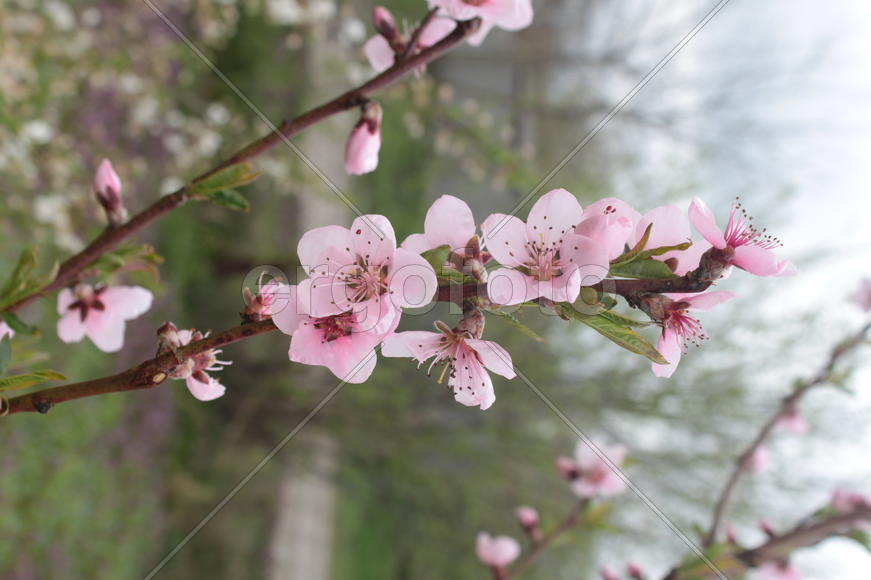 Молодое дерево