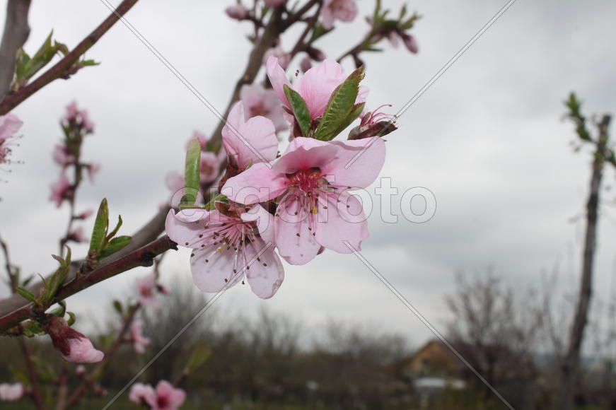 Ветвь дерева с розовыми цветущими бутонами 