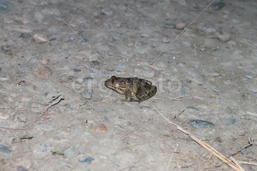 Зеленая лягушка на дороге 