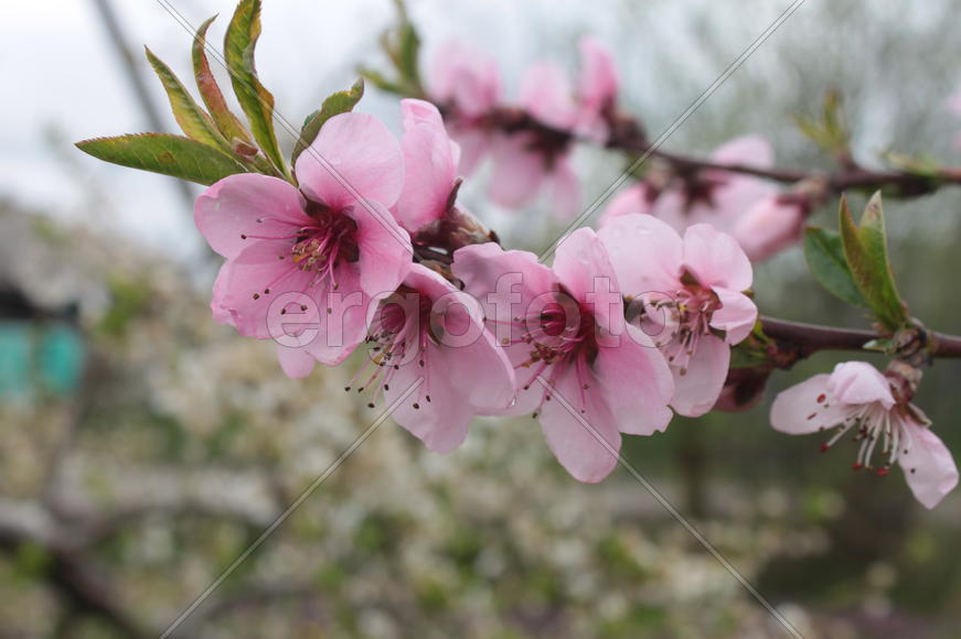 молодой побег