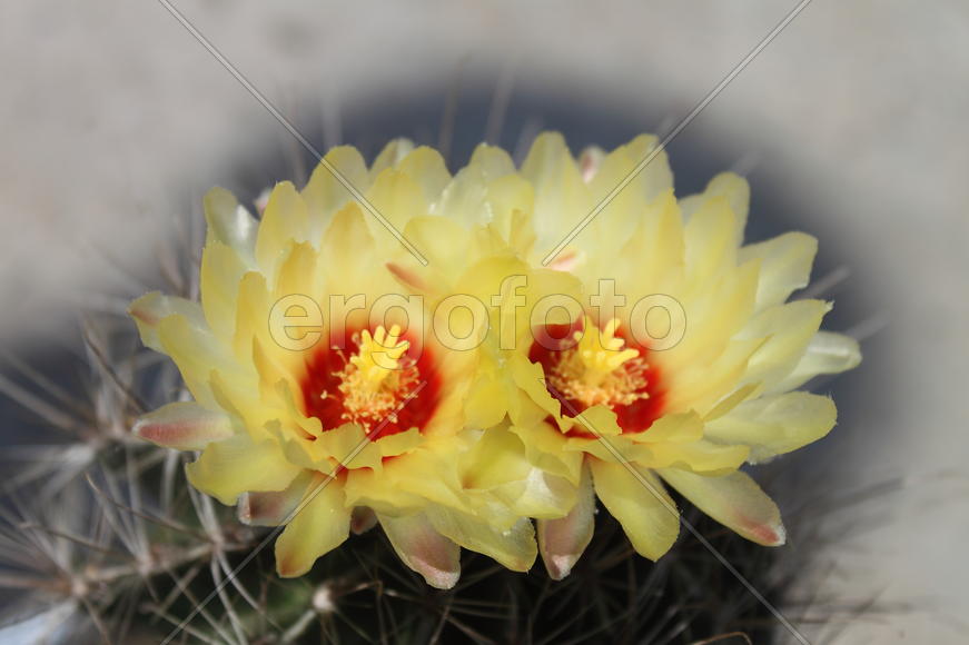 Цветы кактуса