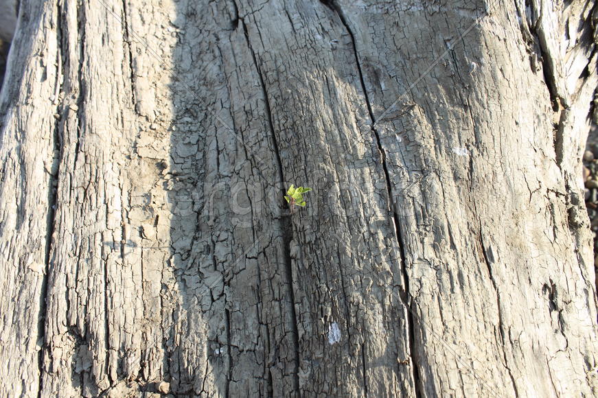 Старое дерево