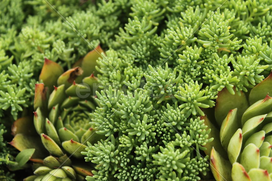 Растение Очиток 