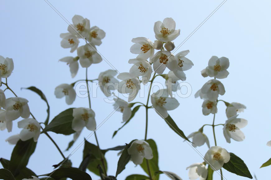 Чубушник белый