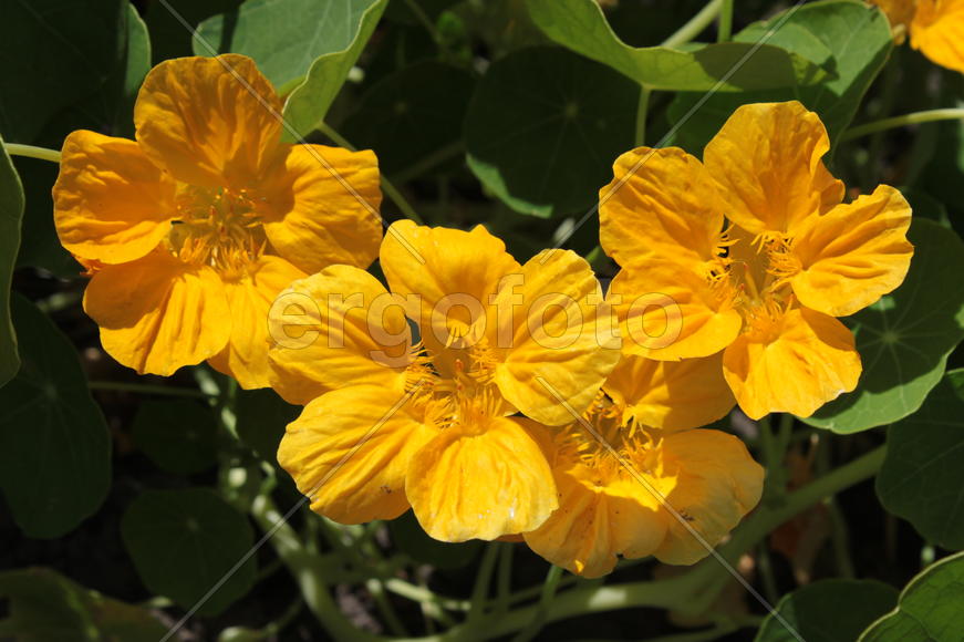 Настурция желтая