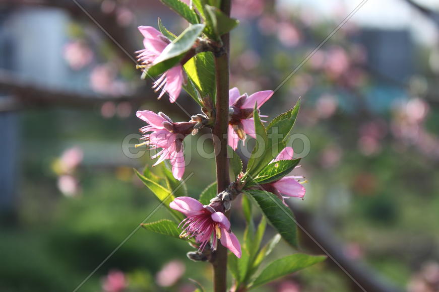 Молодое дерево