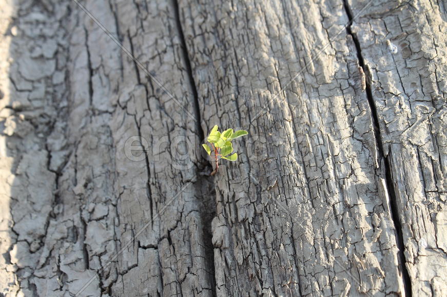 Старое дерево