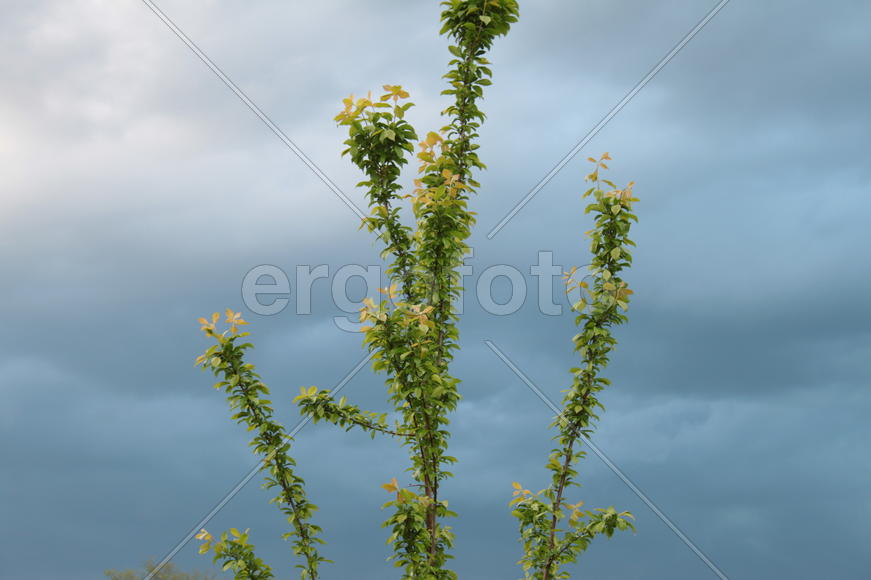 Молодые листья сливы на ветке 