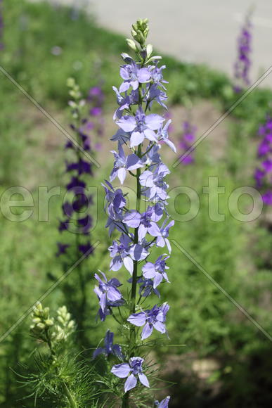 цветок нежно голубого цвета