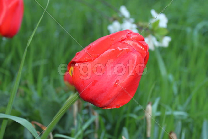 Красный тюльпан на фоне зелени