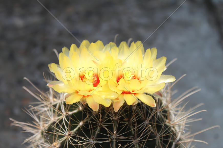 Желтые цветы кактуса