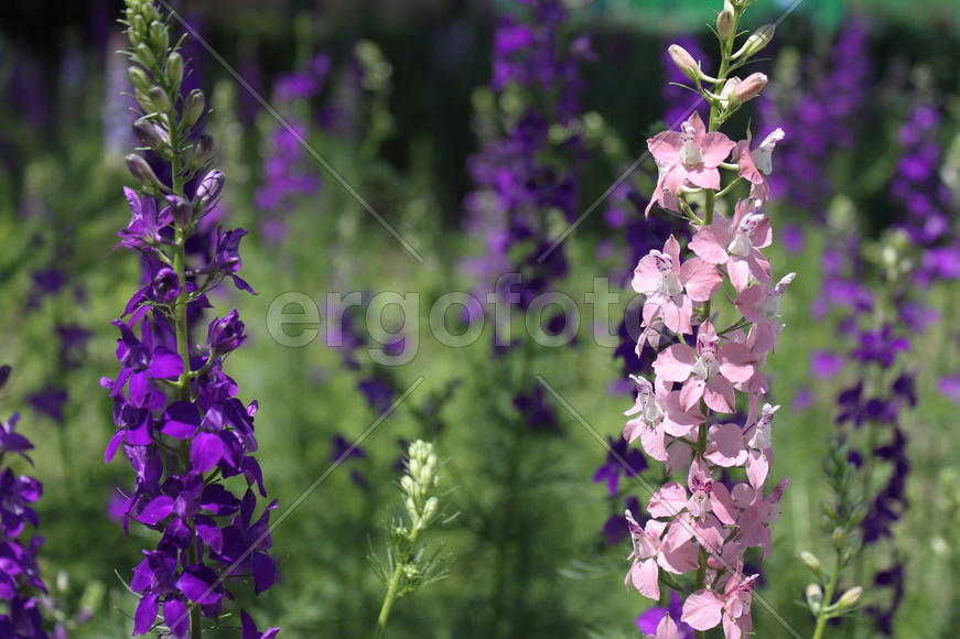 Один розовый цветок среди сиреневых