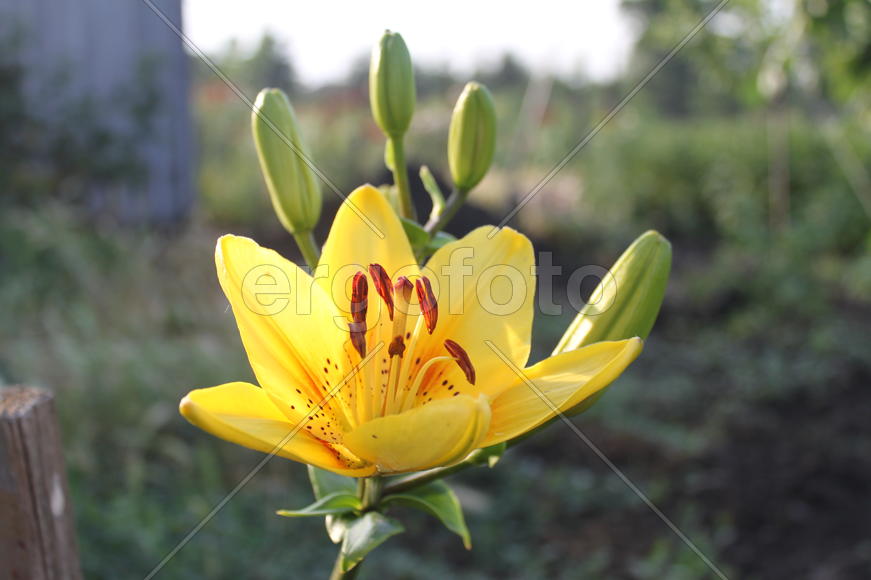 Желтая лилия