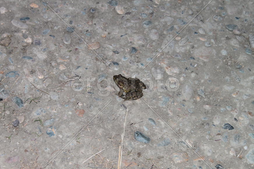 Зеленая лягушка на дороге 