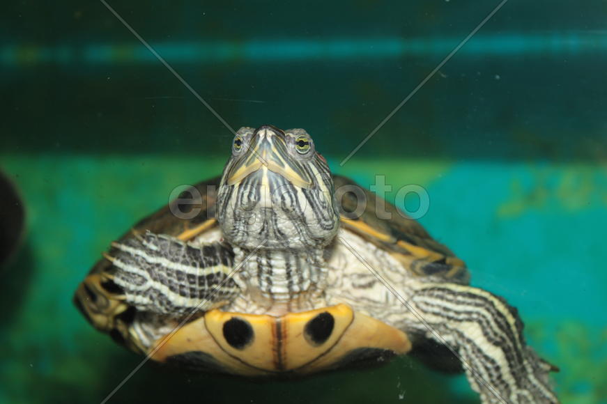 Черепаха в аквариуме под водой