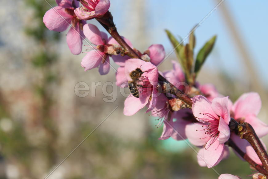 Пчела на цветке