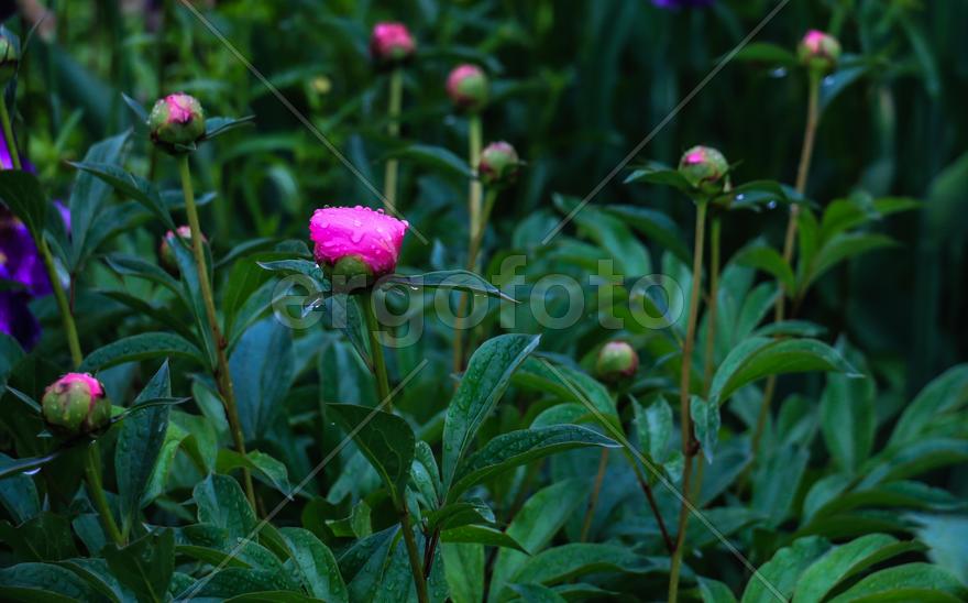 Цветочные Ростения