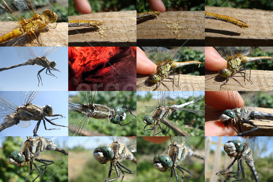 Стрекозы (1)