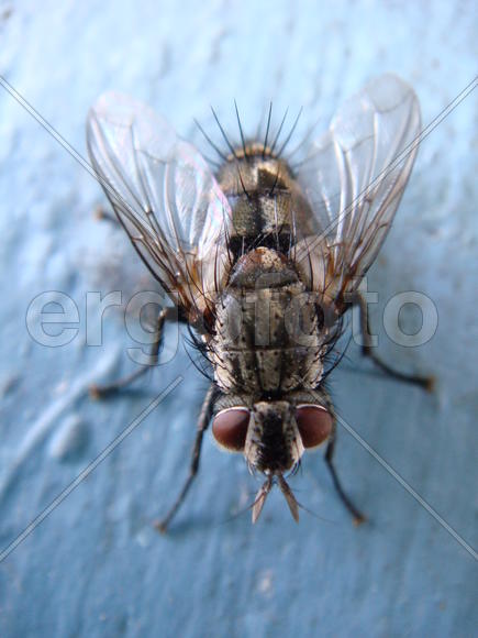 Муха на голубом фоне крупным планом 