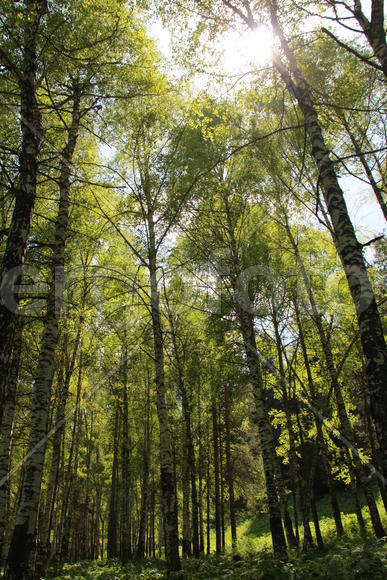 Лес в горах