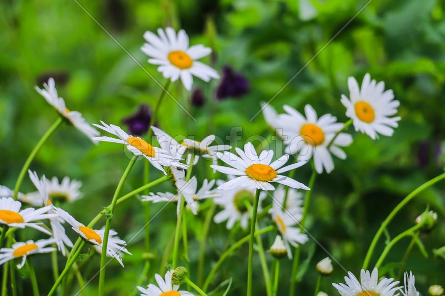 Цветочные Ростения