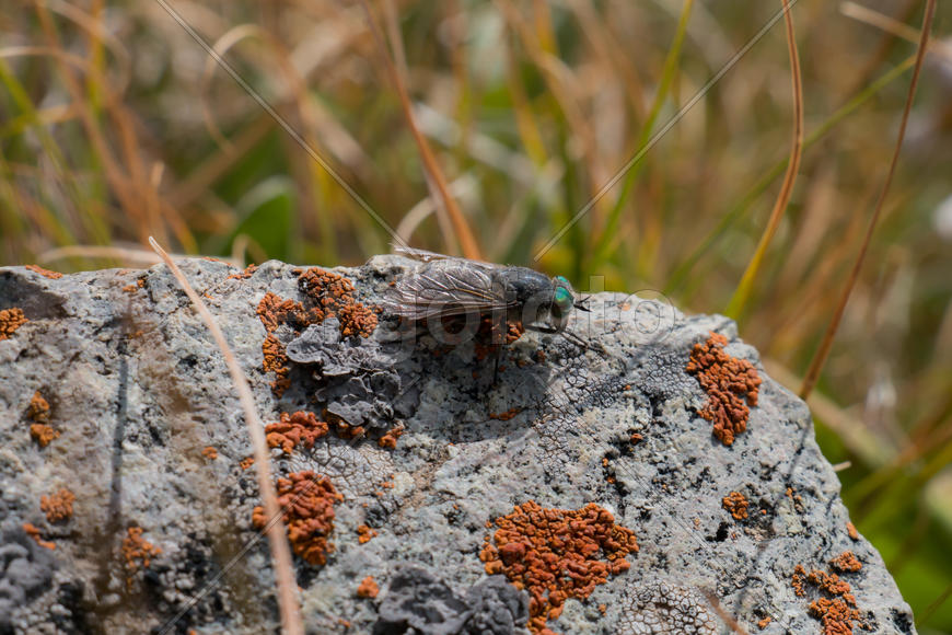Горный Овад на камне