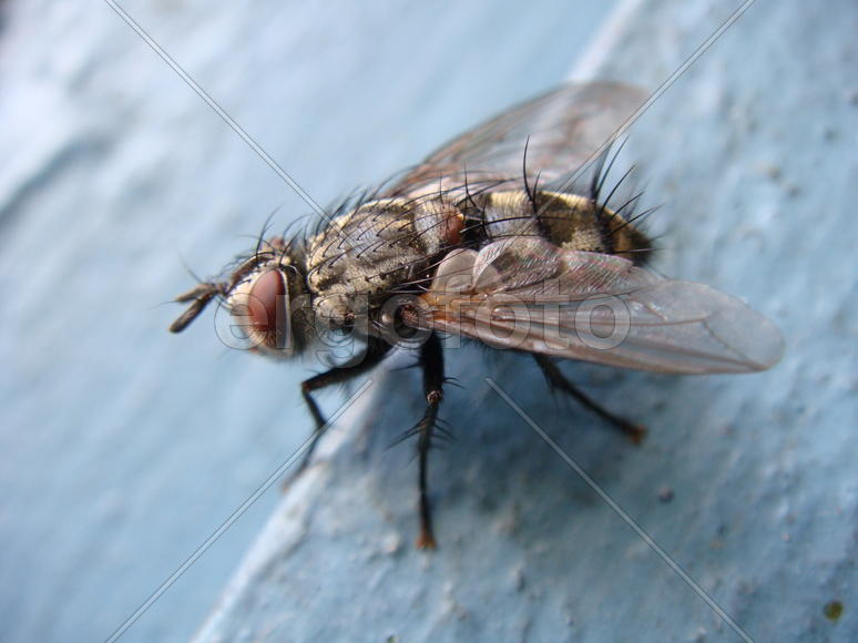 Муха на голубом фоне крупным планом 