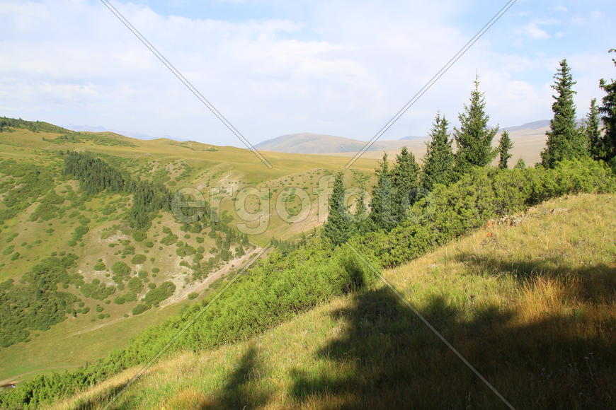 Тени от деревьев на горном склоне