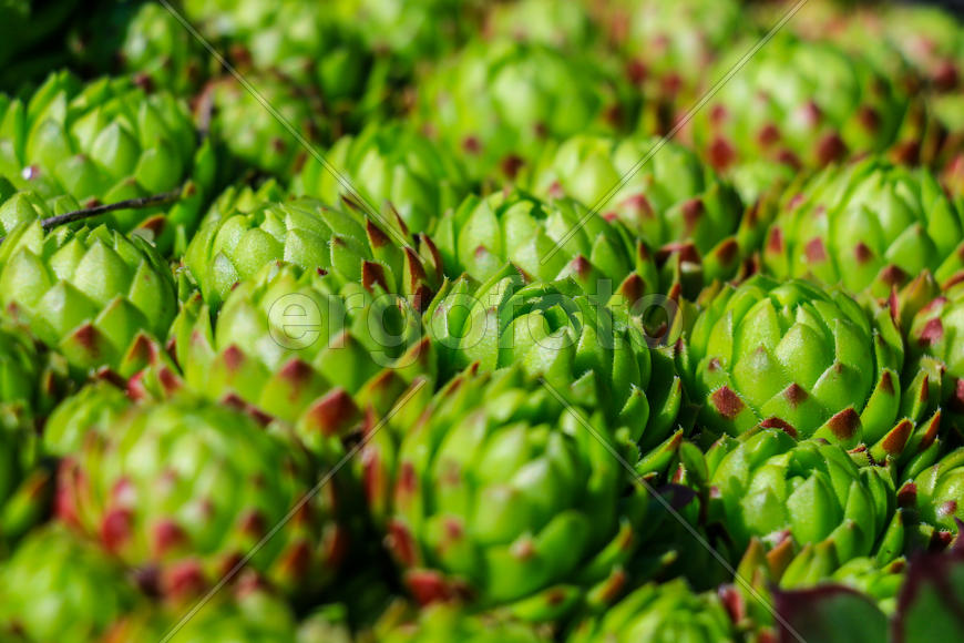 Каменная роза