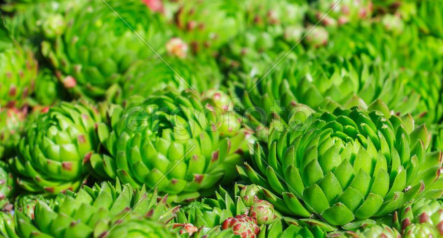 Каменная роза