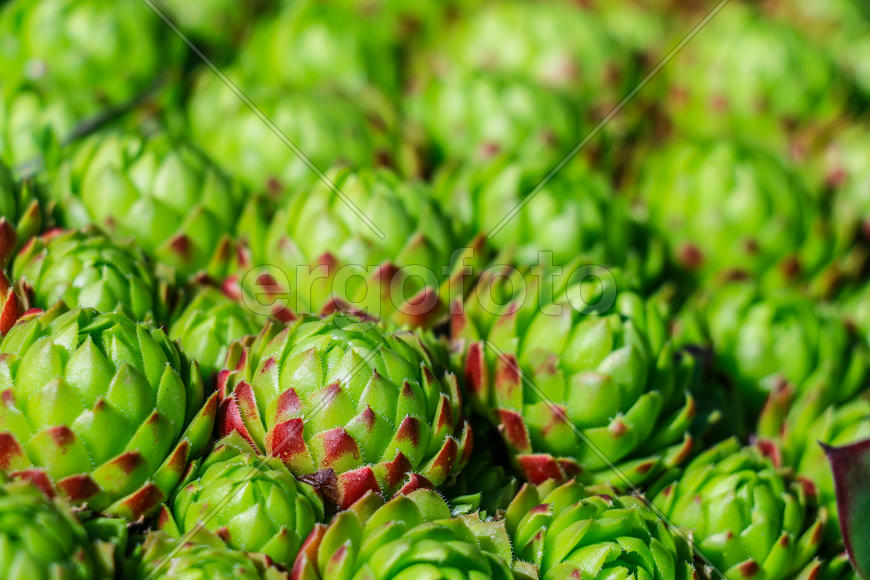 Каменная роза