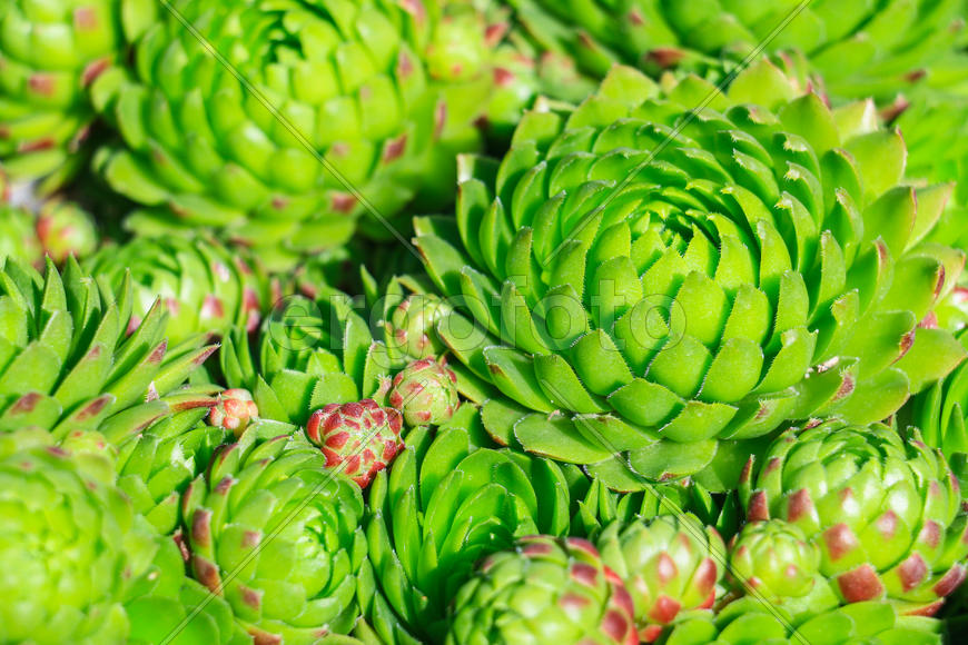 Каменная роза