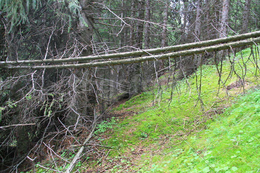 Поваленные деревья в лесу на опушке 