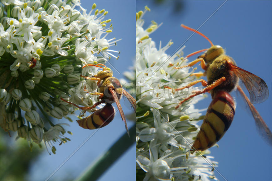 Пчёлы, Мухи, Шершни (4)