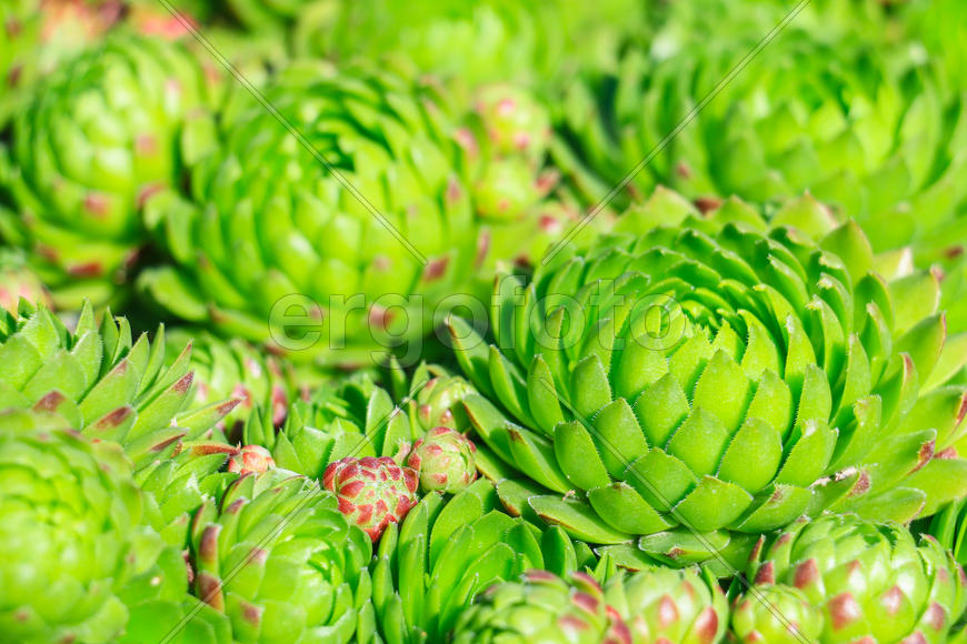 Каменная роза