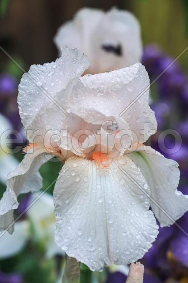 Цветочные Ростения