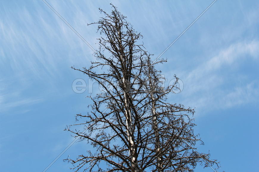 Крона погибшего дерева