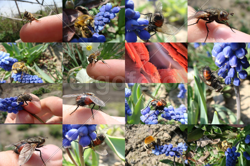 Пчёлы, Мухи, Шершни (3)