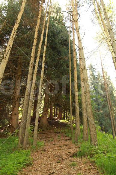 Тропа в горах между высоких елей 
