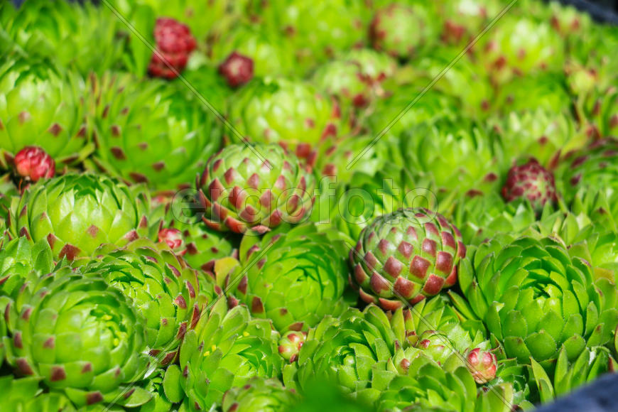 Каменная роза