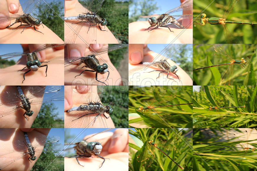 Стрекозы (2)
